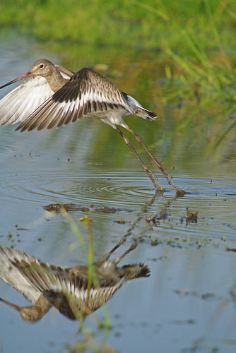 Black - tailed Godwit takes off