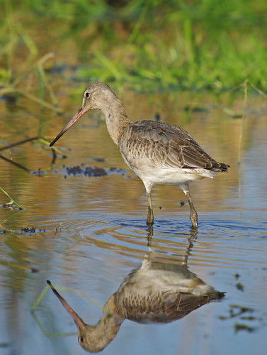 Black-tailed Godwit