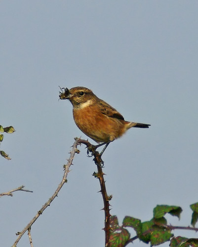 Stonechat with bee