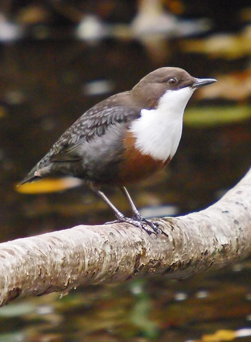 Dipper 
