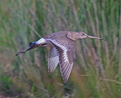 Black-tailed Godwit