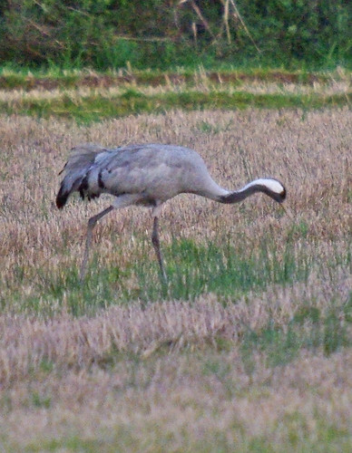 Common Crane