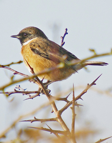 Stonechat male