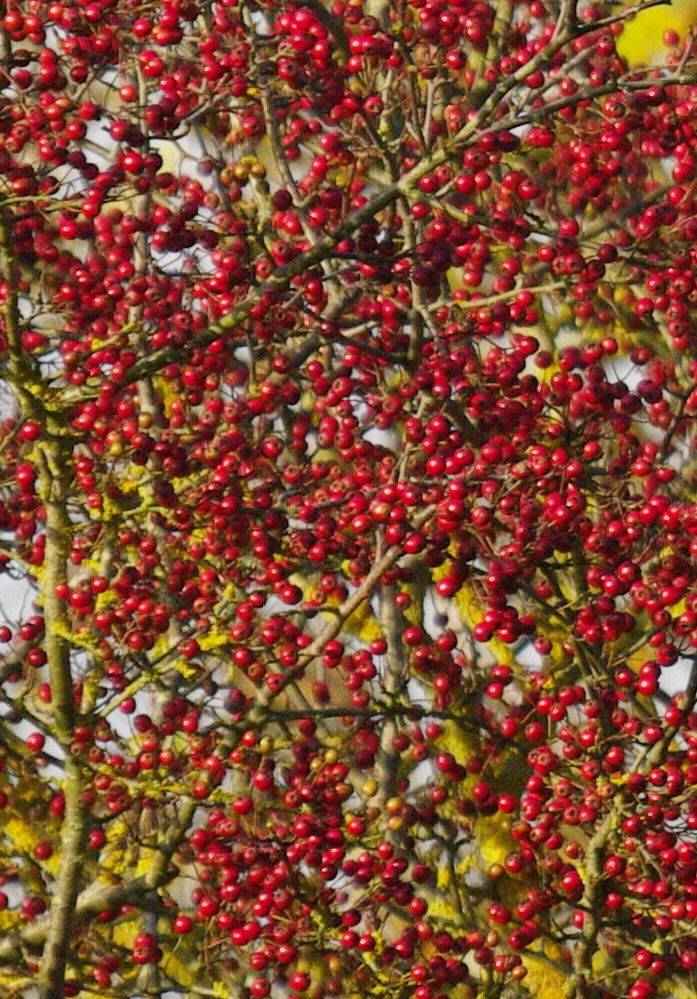 Hawthorn berries