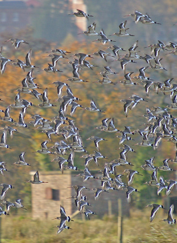 Black Tailed Godwits