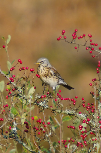 IFieldfare