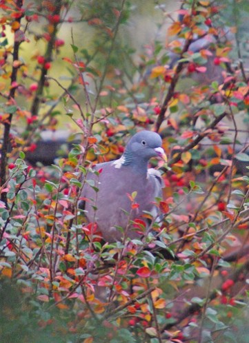 Wood Pigeon