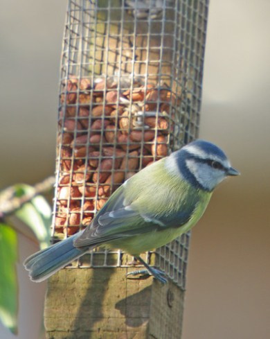 Blue Tit