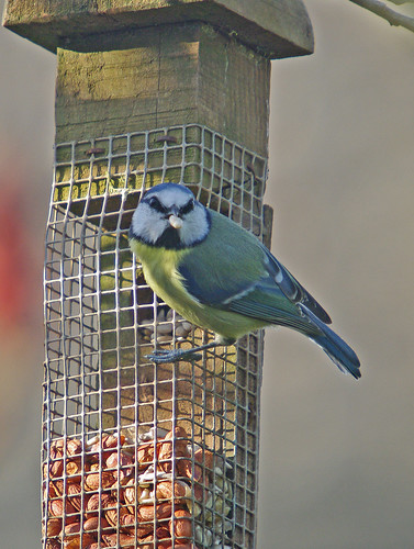 Blue Tit