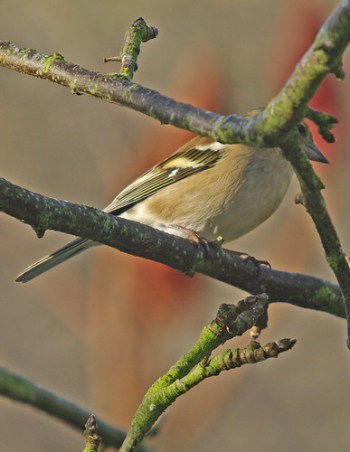 Chaffinch