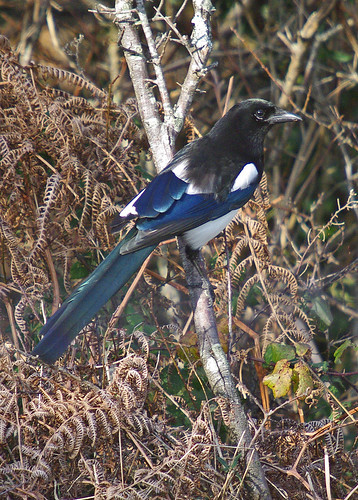Magpie - Pica pica