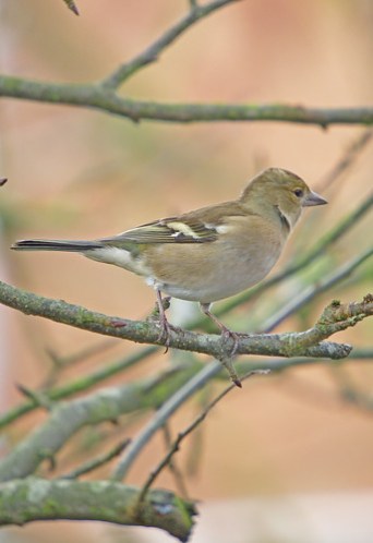 Chaffinch