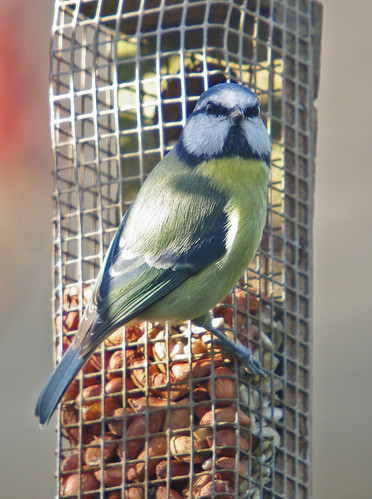 Blue Tit