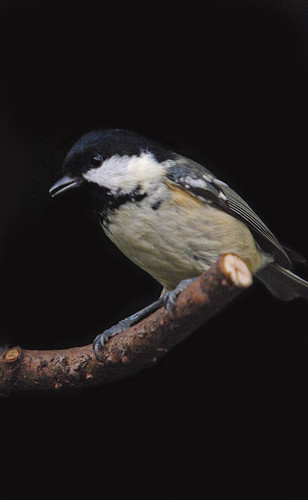 Coal Tit