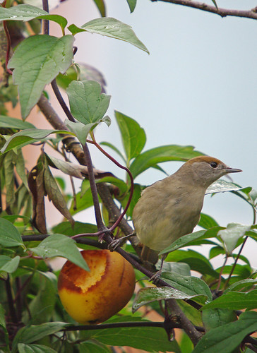 Blackcap female