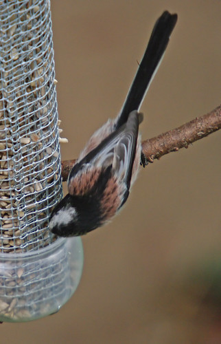 Long-tailed Tit