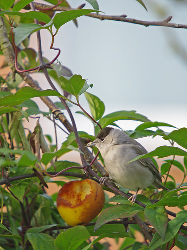 Blackcap Warbler (male)