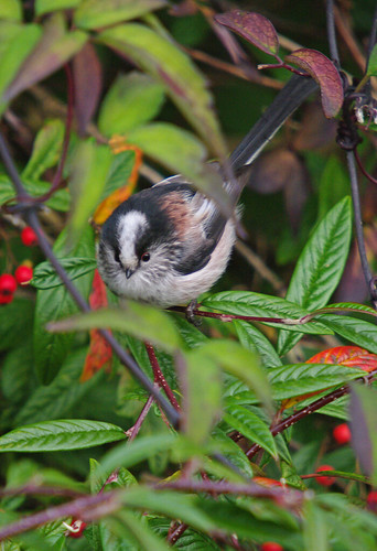 Long-tailed Tit
