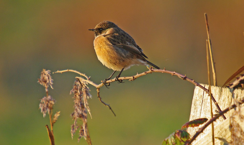 Stonechat on Exminster