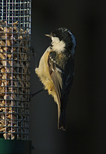 Coal Tit