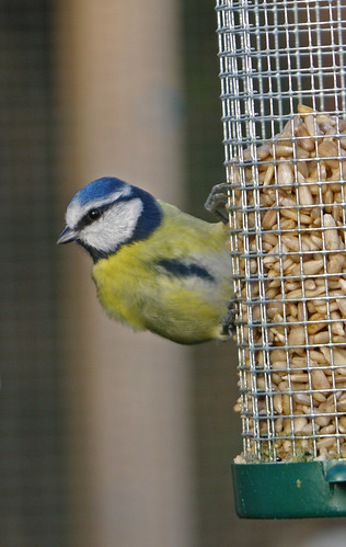 Blue Tit