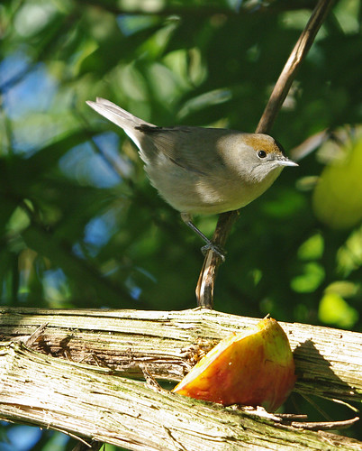Blackcap Hen