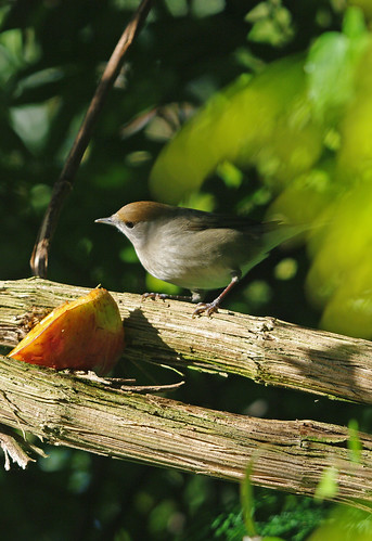 Blackcap Hen