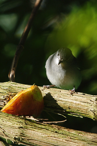 Blackcap