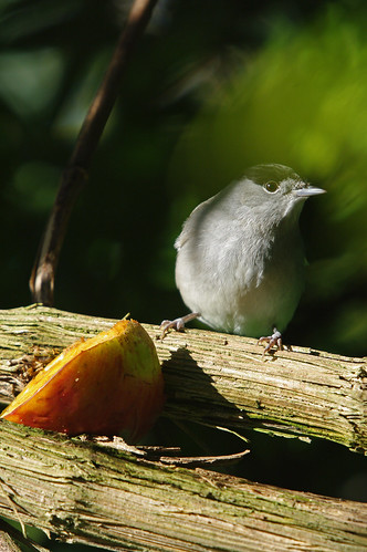 Blackcap