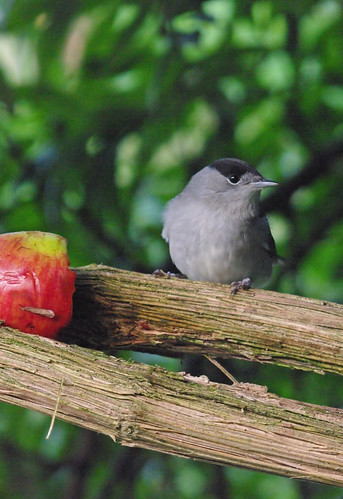 Dawn Blackcap