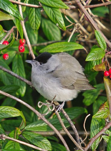 Blackcap