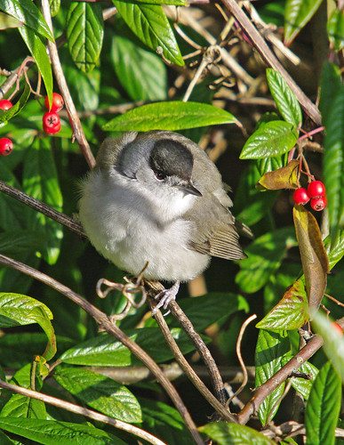 Blackcap