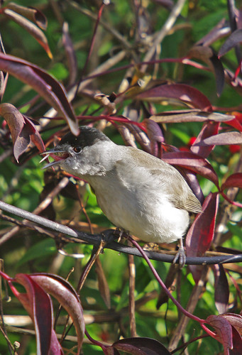 Blackcap