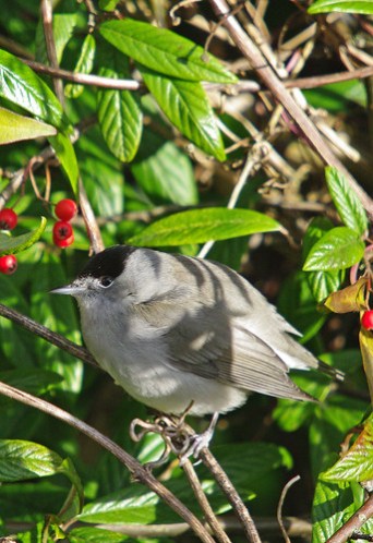 Blackcap