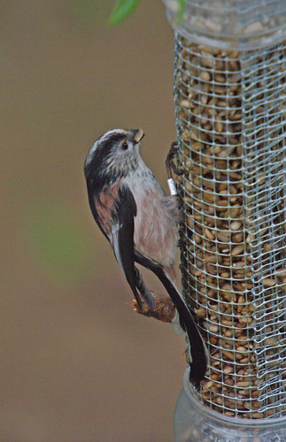 Long-tail Tit
