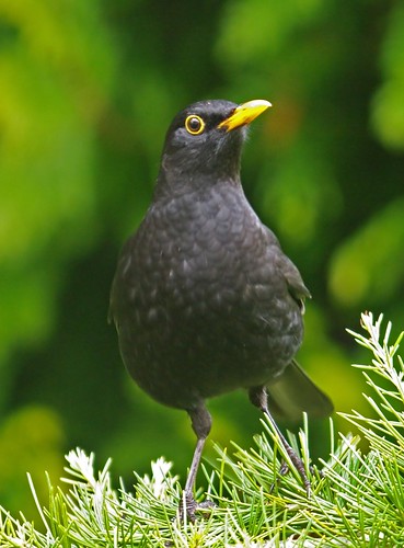 Blackbird