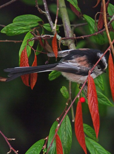 Long-tail Tit