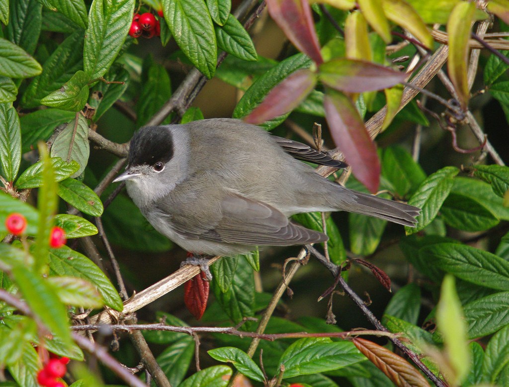 Blackcap