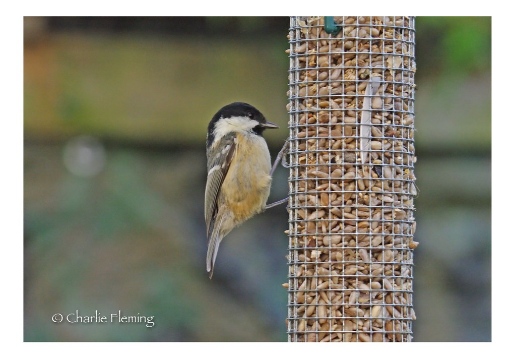 Coal tit