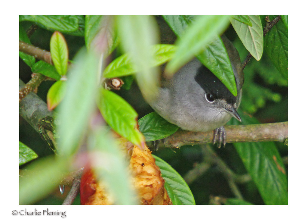 Blackcap skulking