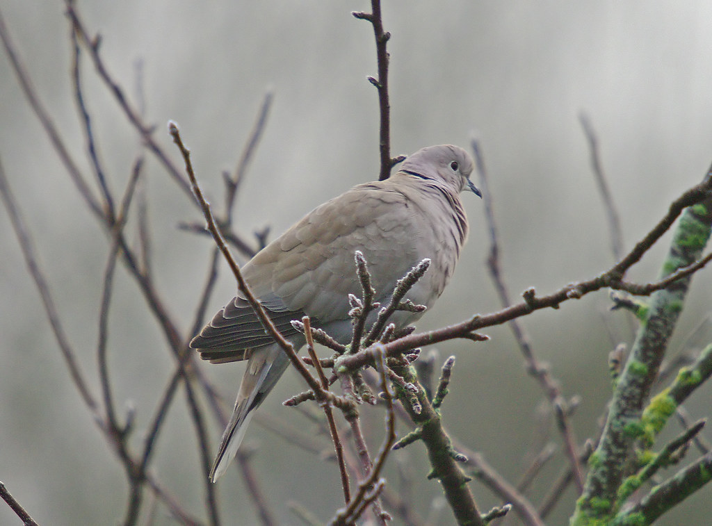 Collared Dove in the Fog