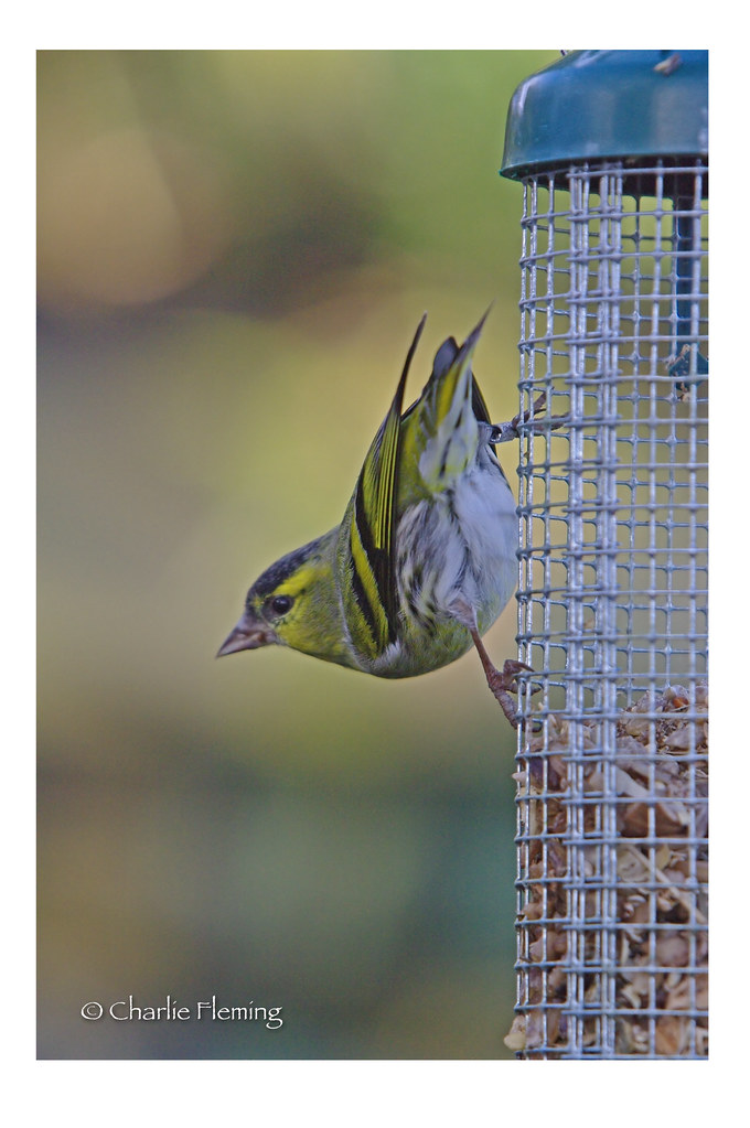 Siskin