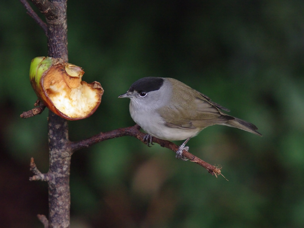 Blackcap