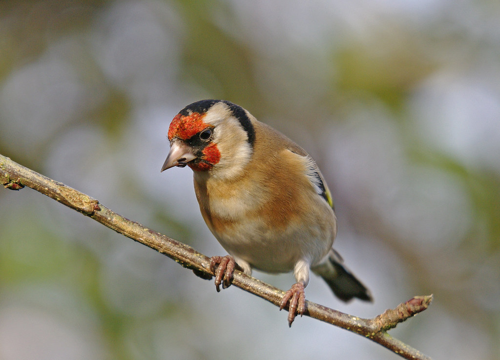 Goldfinch