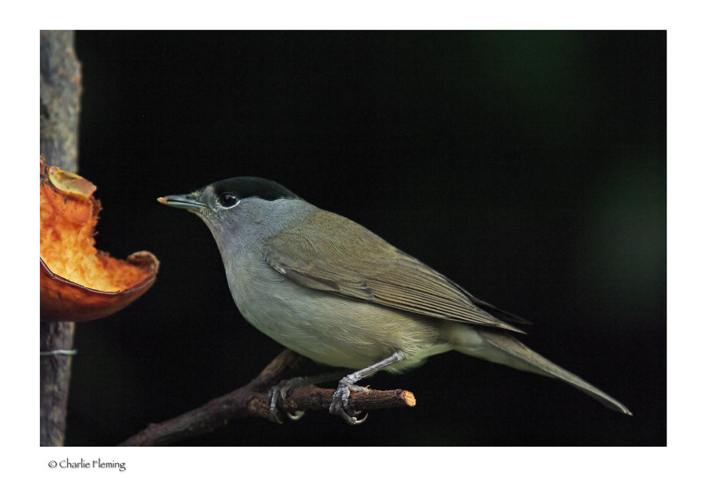 Blackcap close up