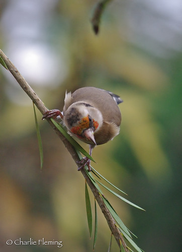 Goldfinch of the Day