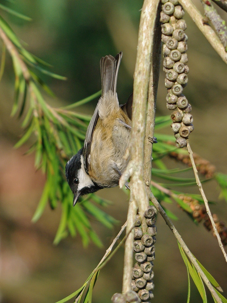 Coal Tit