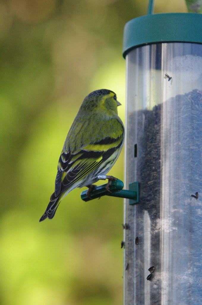 Siskin
