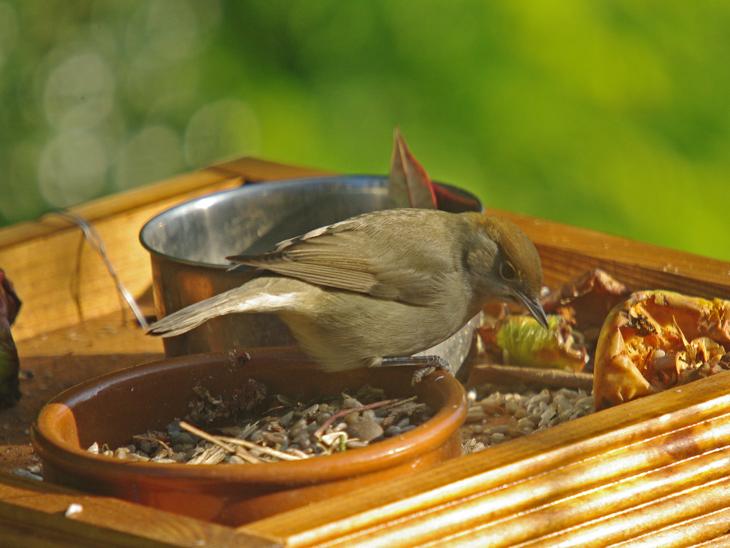Blackcap female