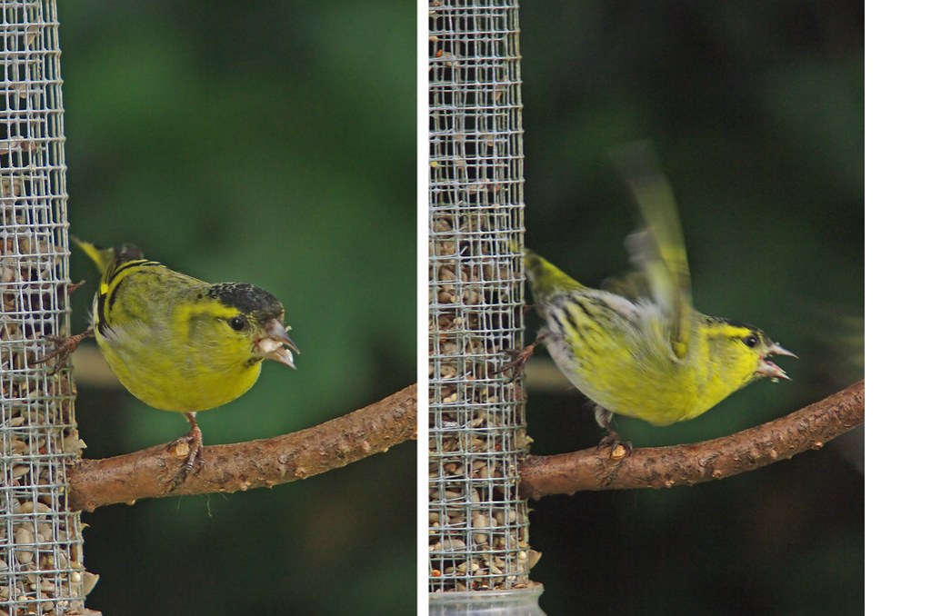 Siskin (2)